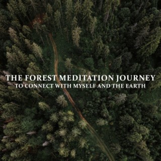 The Forest Meditation: Journey to Connect with Myself and the Earth