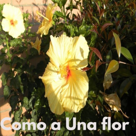 Como a una Flor Hip Hop Reggae | Boomplay Music