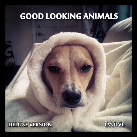 Good Looking Animals - Love Song MP3 Download & Lyrics | Boomplay