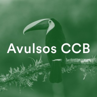 Mauricio de Peruibe CCB (CCB Avulsos)