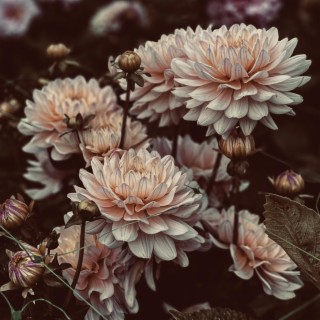 Chrysanthemums