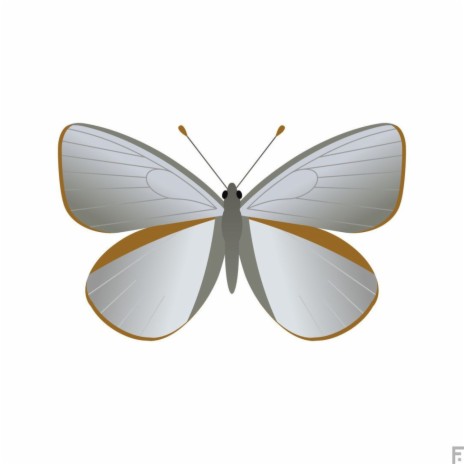 Mariposa Platino