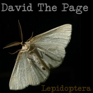 Lepidoptera