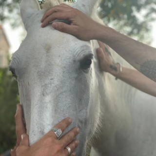 Rings, horses and motorbikes