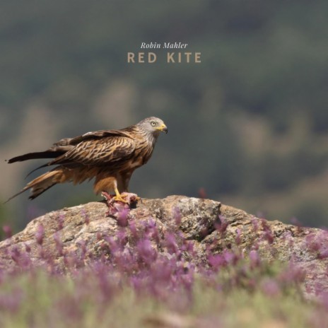 Red Kite