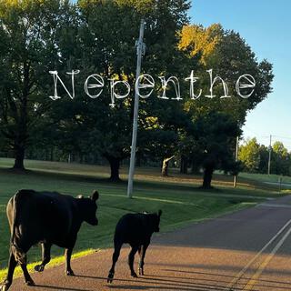 Nepenthe