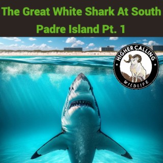The Great White Shark at South Padre Island, TX
