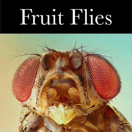 Fruit Flies | Boomplay Music