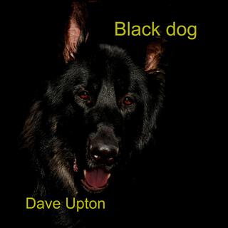 Black dog