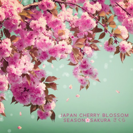 The Cherry Blossom Season ft. Four Season Meditation