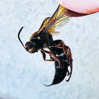 Wasp