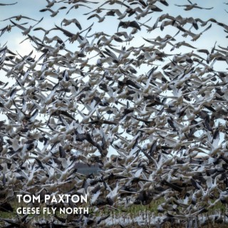 Geese Fly North