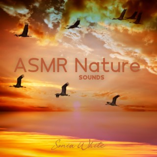 ASMR Nature Sounds: Ocean Waves, River and Singing Birds & Relaxing Morning Ringtones