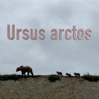 Ursus Arctos (Coastal Brown Bear)