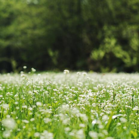 Beneath the Blooming Canopy