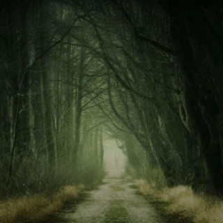 Walking through the dark forest