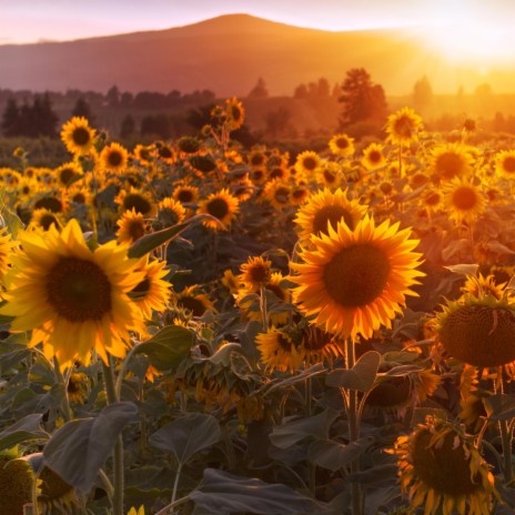 Sunflower Field | Boomplay Music