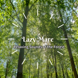 Relaxing Sounds of the Forest