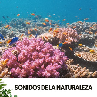 Sonidos de la Naturaleza: Melodías bajo las olas