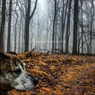 DOGS AND DARK FORESTS