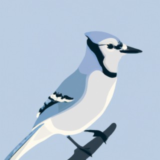 Bluejay