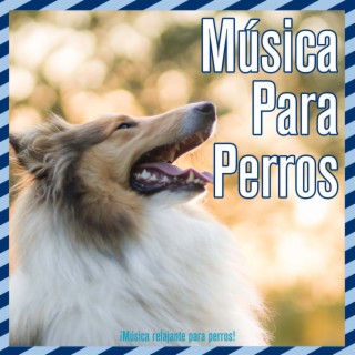 Música Para Perros: ¡Música relajante para perros!