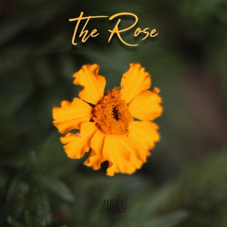 The Rose | Boomplay Music