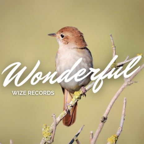 Wonderful | Boomplay Music