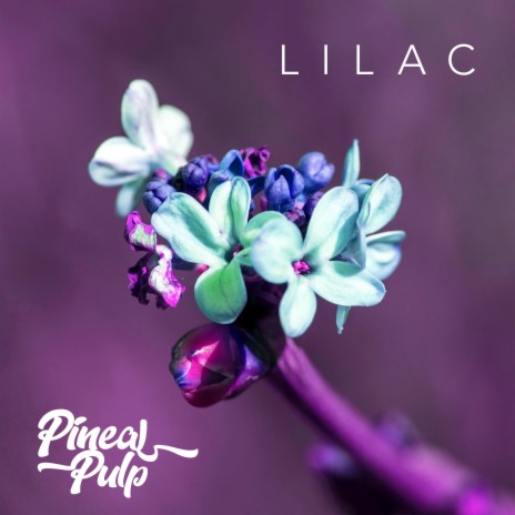 Lilac | Boomplay Music