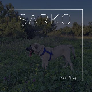 Şarko