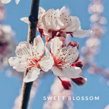 Sweet Blossom | Boomplay Music
