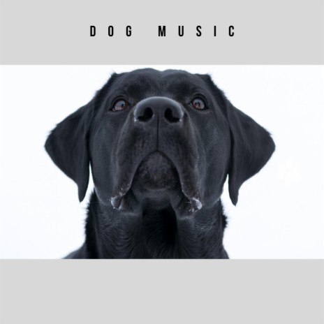 Calming Music For Dogs | Boomplay Music