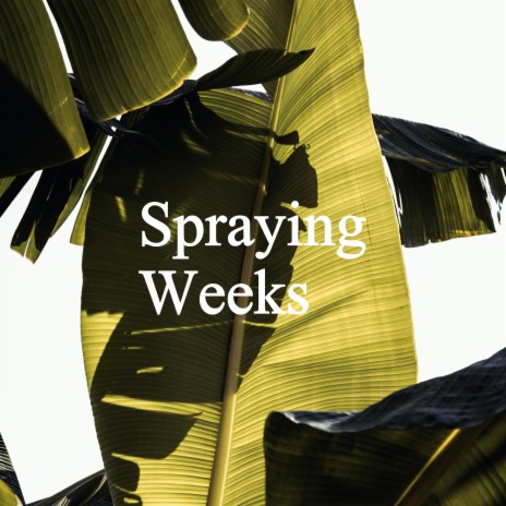 Spraying Weeks | Boomplay Music