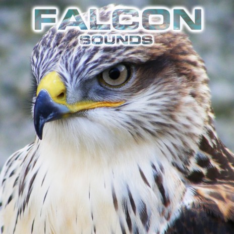 Falcon Sounds (feat. White Noise Ambience, National Geographic Nature Sounds, National Geographic Soundscapes, White Noise Sounds For Sleep & Soothing Sounds) | Boomplay Music