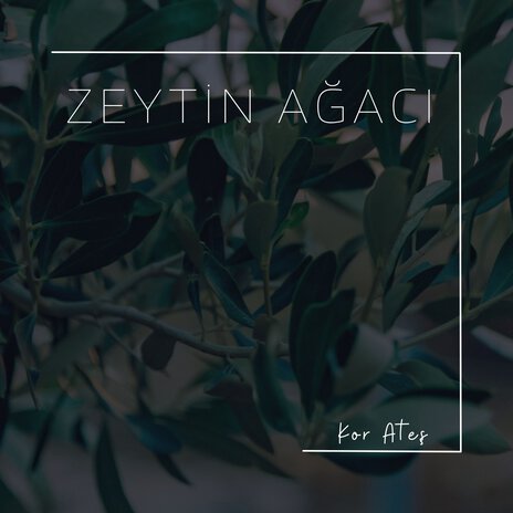 Zeytin Ağacı