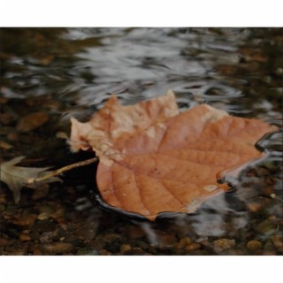 Floating Leaf