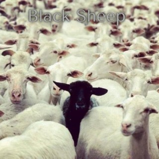 Black Sheep