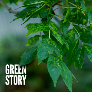 Green Story