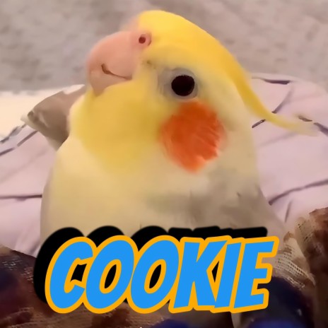 Cookie, Cookie | Boomplay Music
