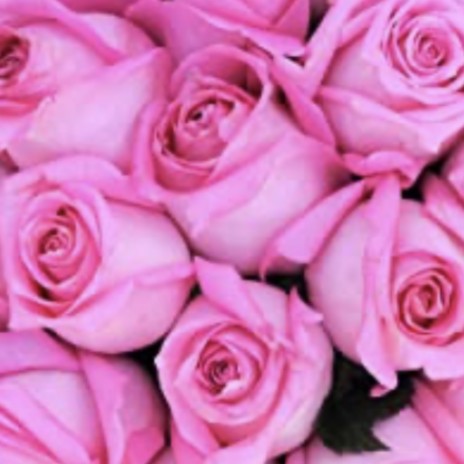 Pink Roses | Boomplay Music