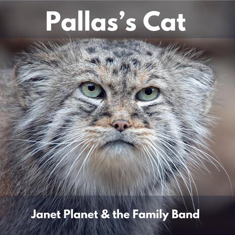 Pallas's Cat