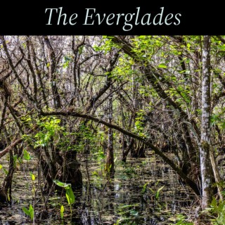 The Everglades