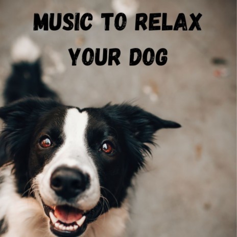 Peaceful Violin Music for Pets ft. Music For Dogs Peace, Calm Pets Music Academy & Relaxing Puppy Music | Boomplay Music