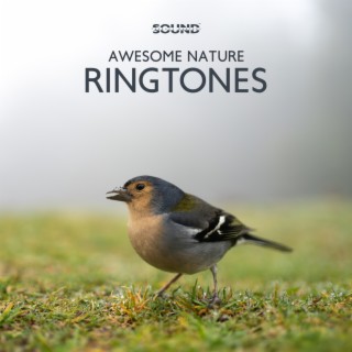 Awesome Nature Ringtones: Calming Water & Singing Birds