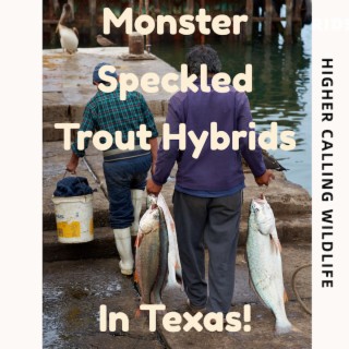 Monster Speckled Trout Hybrids In Texas