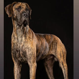 My Great Dane