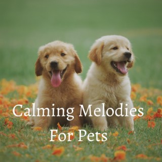 Calming Melodies For Pets