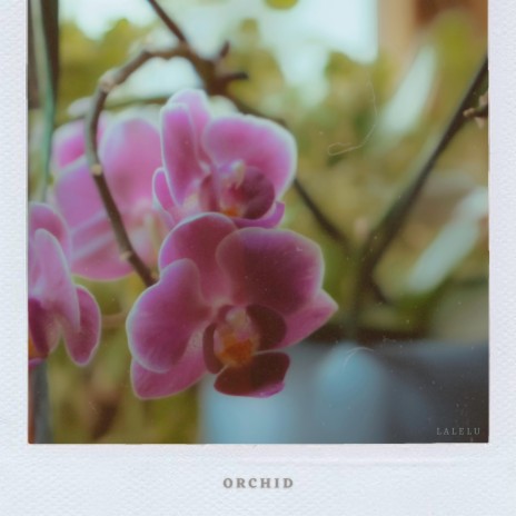 Orchid | Boomplay Music