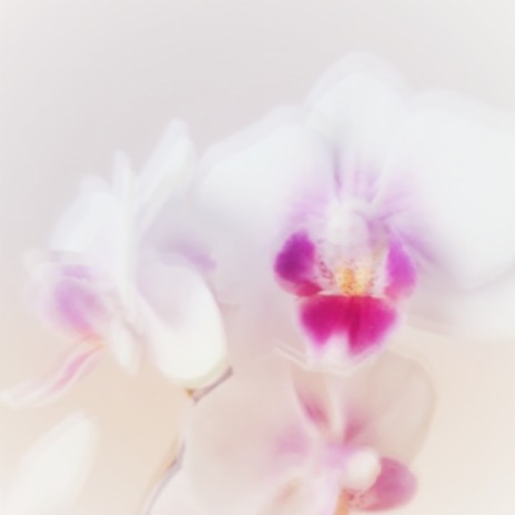 Wild Orchids | Boomplay Music