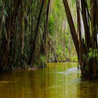 Mystical Amazon River